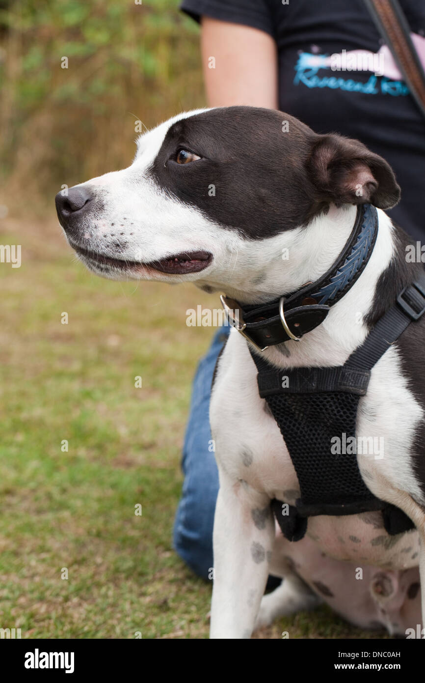 Type Bull Terrier chien domestique (Canis lupus familiaris). Banque D'Images