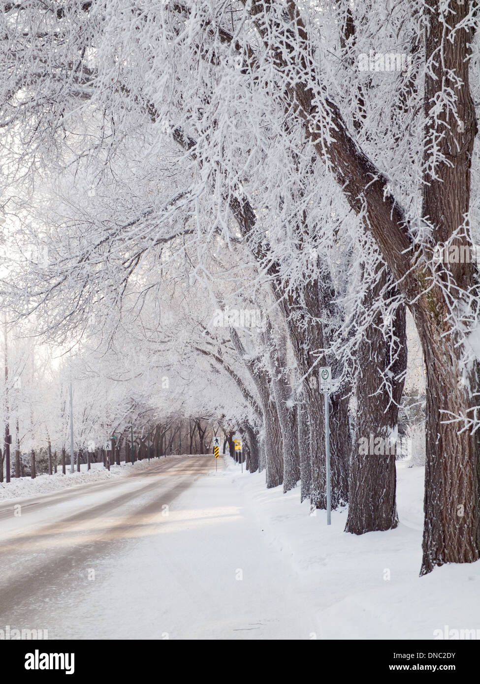Les arbres givrés dans une scène d'hiver sur Spadina Crescent à Saskatoon, Saskatchewan, Canada. Banque D'Images