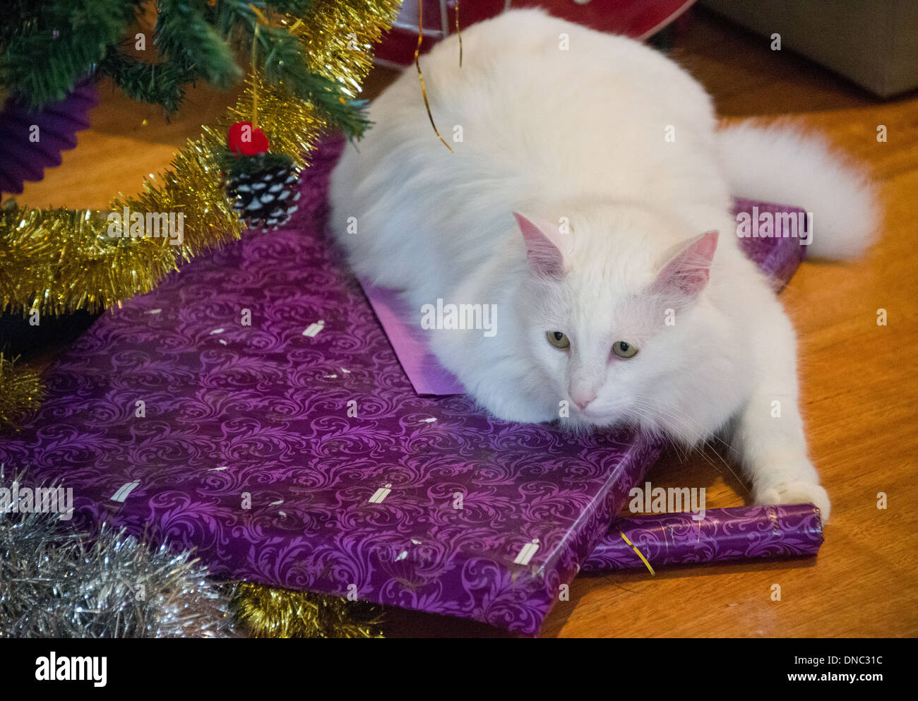 Chat Angora turc blanc assis sur prsents Noël sous l'arbre de Noël Banque D'Images