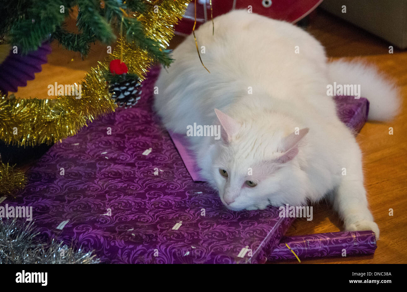 Chat Angora turc blanc assis sur des cadeaux de Noël sous l'arbre de Noël Banque D'Images