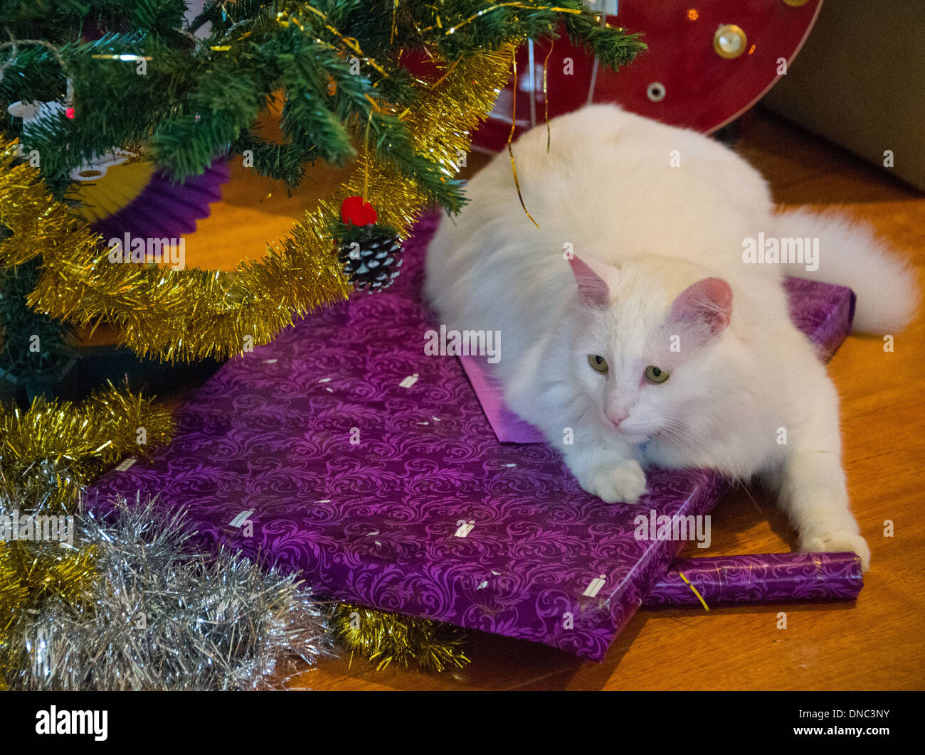 Chat Angora turc blanc assis sur des cadeaux de Noël sous l'arbre de Noël Banque D'Images