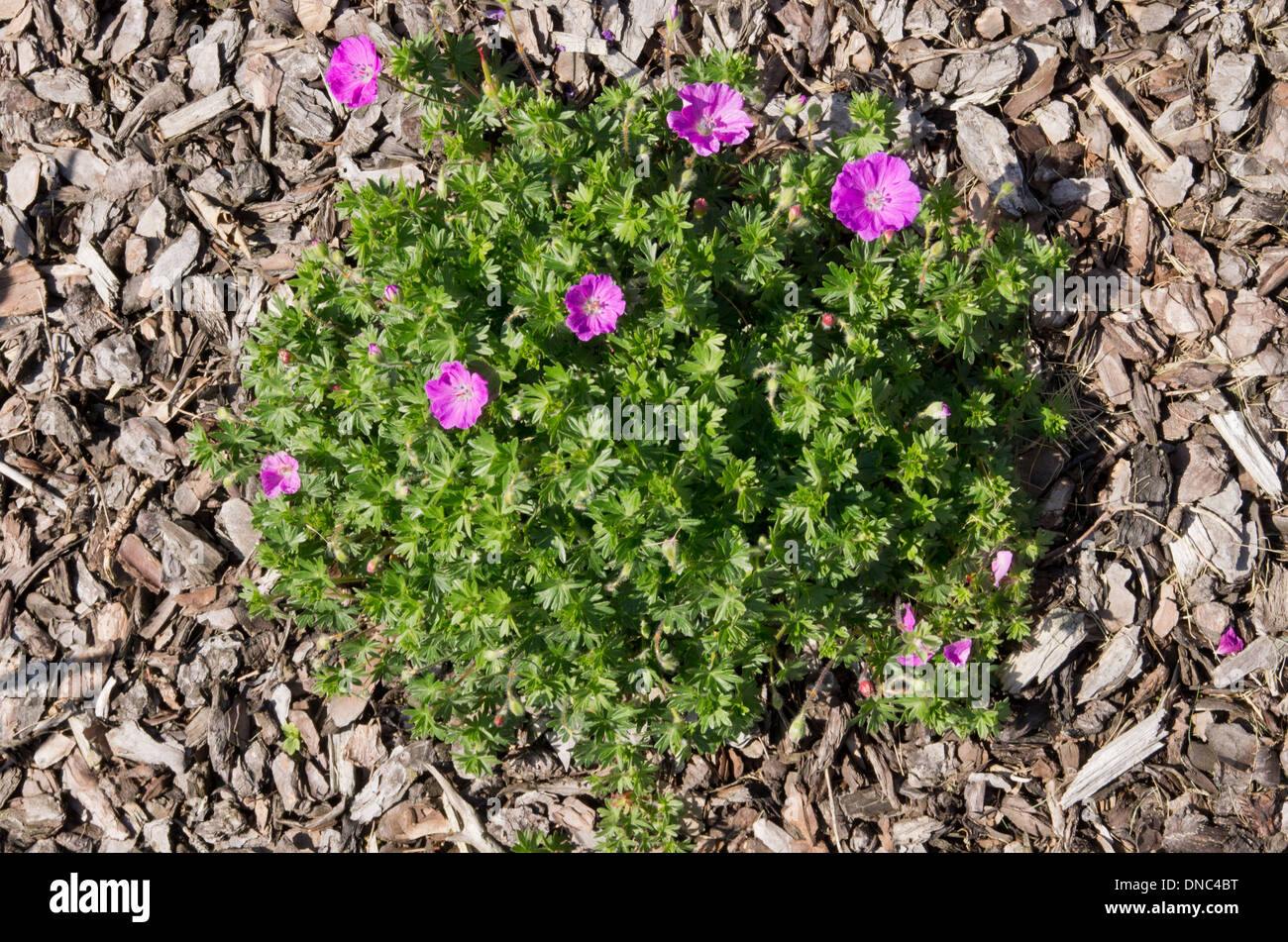 Geranium sanguineum Max Frei Banque D'Images