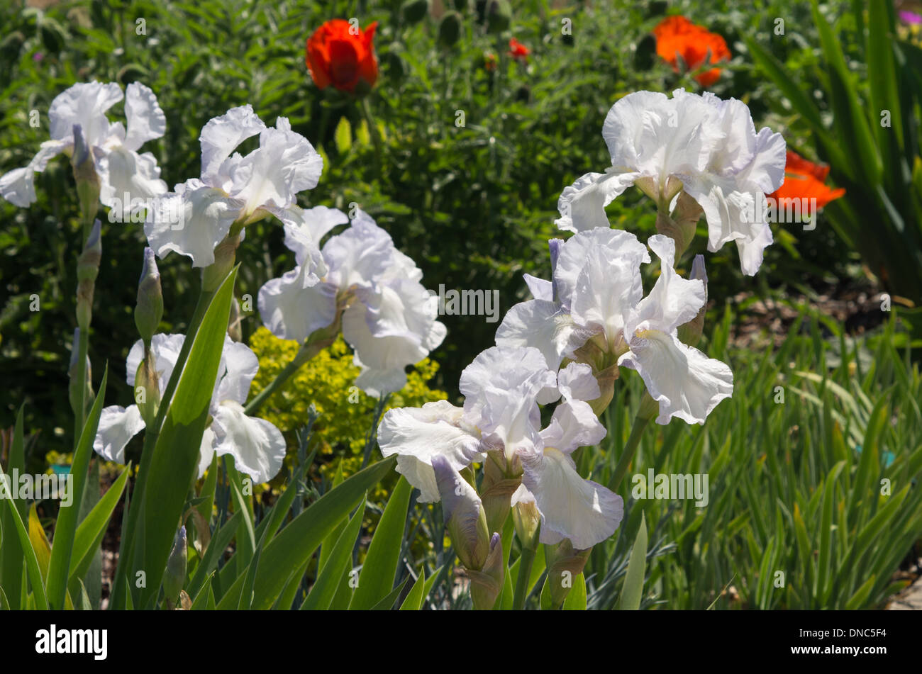 Cottage Anglais Iris Banque D'Images