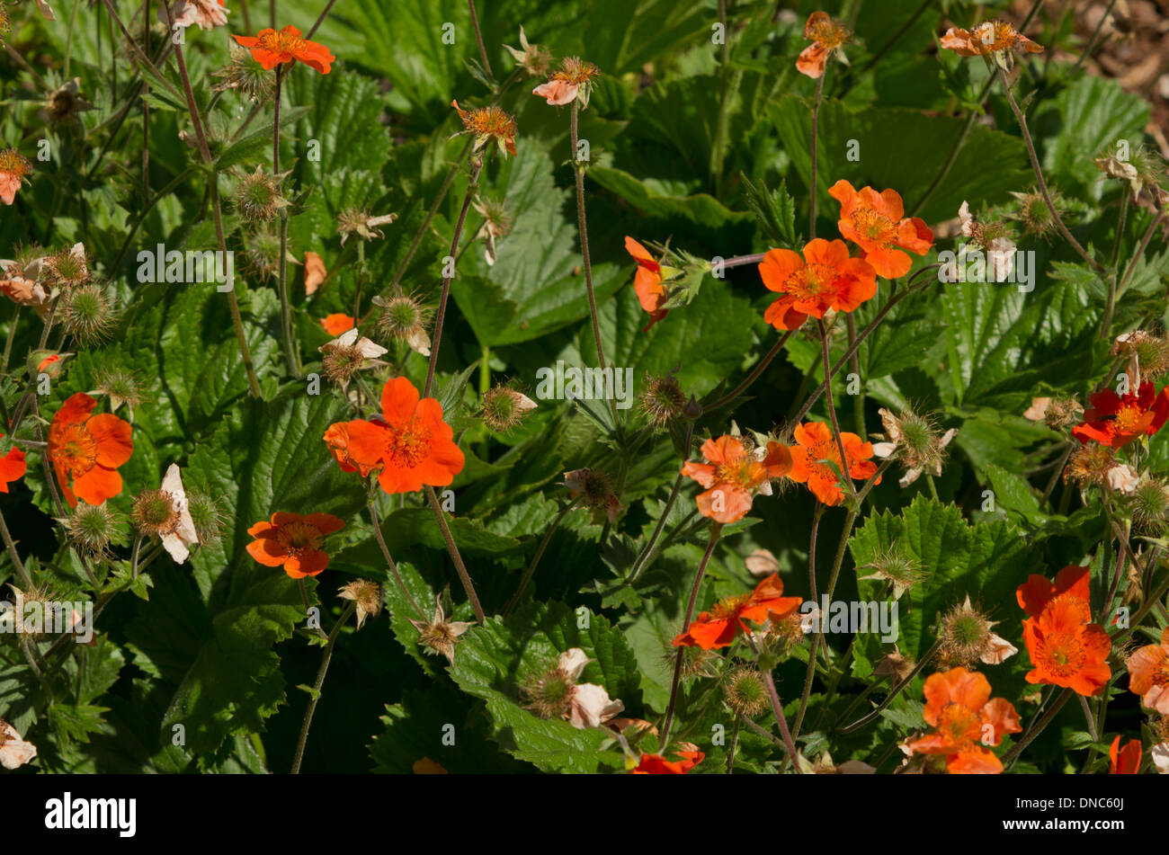 Geum coccineum Cooky Banque D'Images