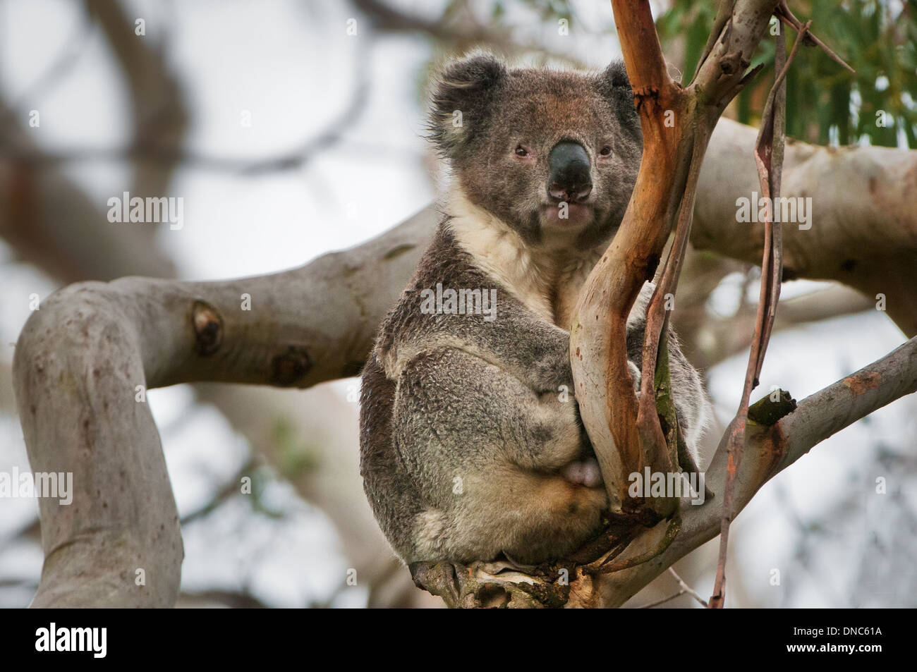 Koala assis dans l'arbre d'eucalyptus. Banque D'Images