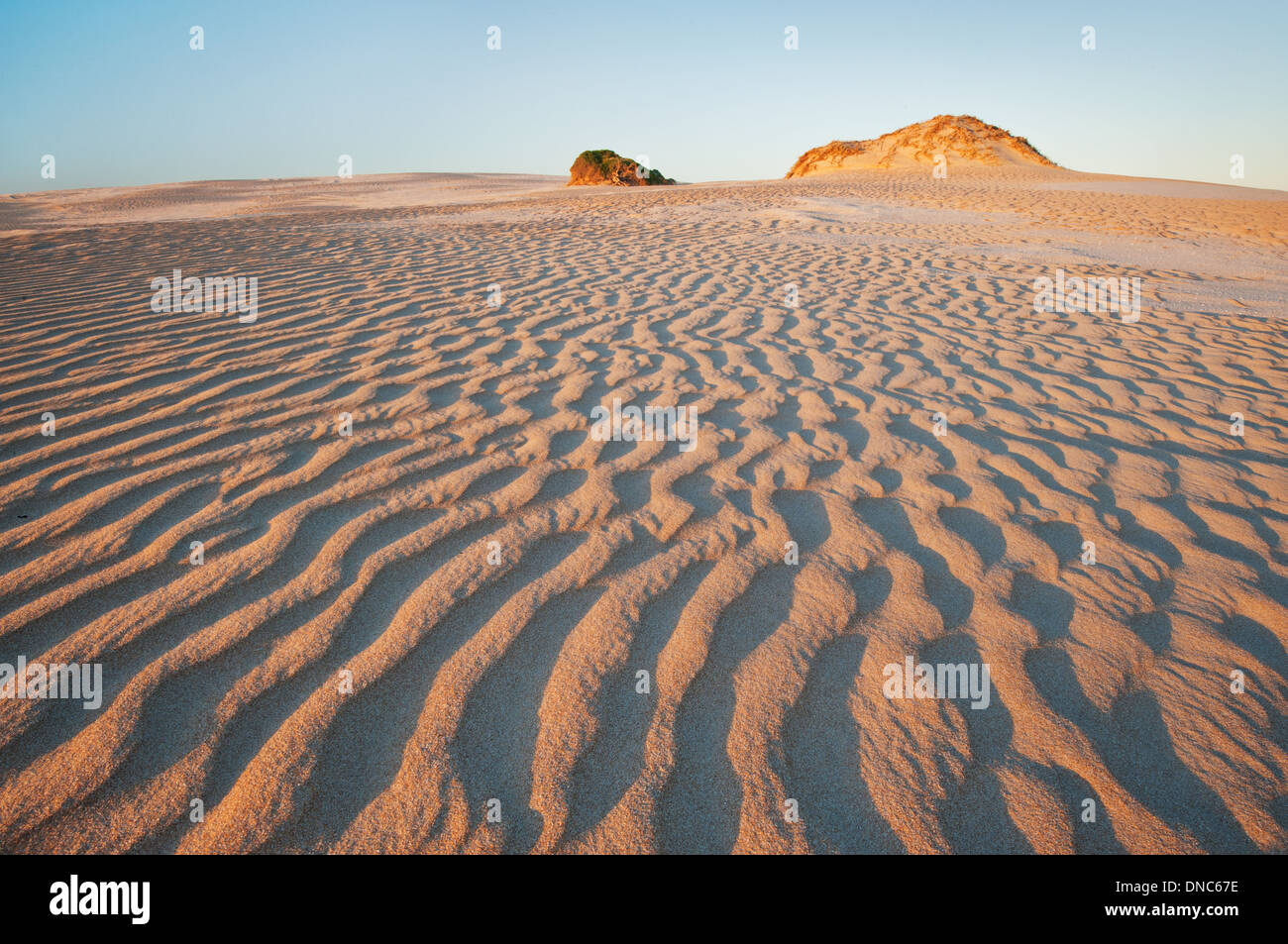 Dunes de sable du passage d'arbre de thé dans le parc national du Coorong. Banque D'Images