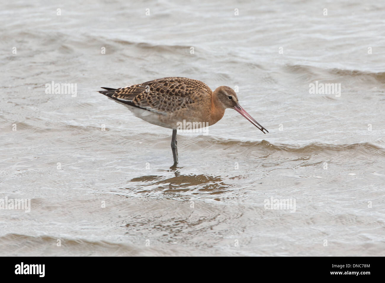 Barge à queue noire Limosa limosa, Shetland, Scotland, UK Banque D'Images