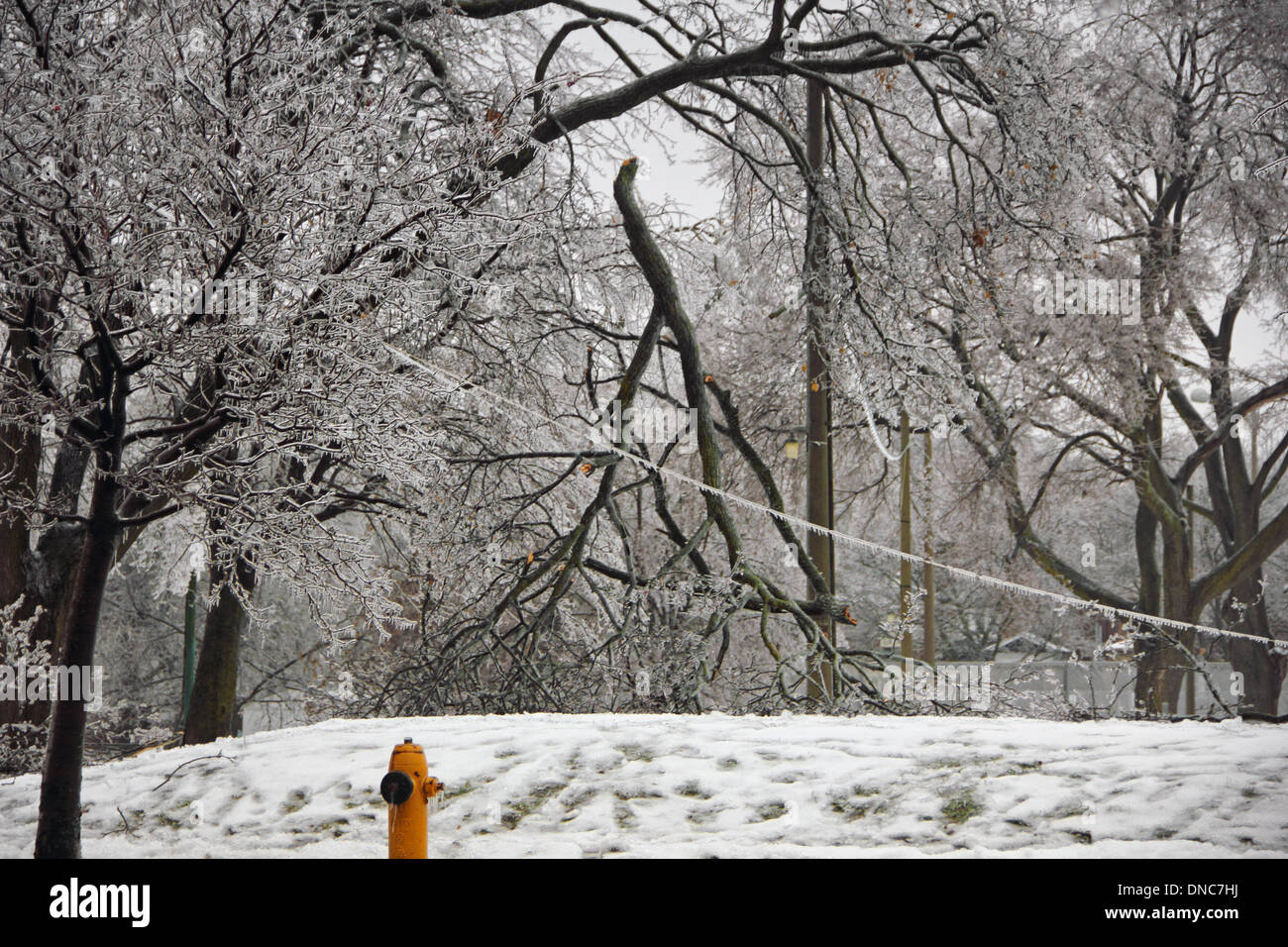 Toronto, Canada. Dec 22, 2013. Ligne d'alimentation et d'arbres brisés à cause de la pluie verglaçante et de la neige en juin, ou Parc Davisville Rowland Park à Toronto le 22 décembre 2013 Crédit : CharlineXia/Alamy Live News Banque D'Images