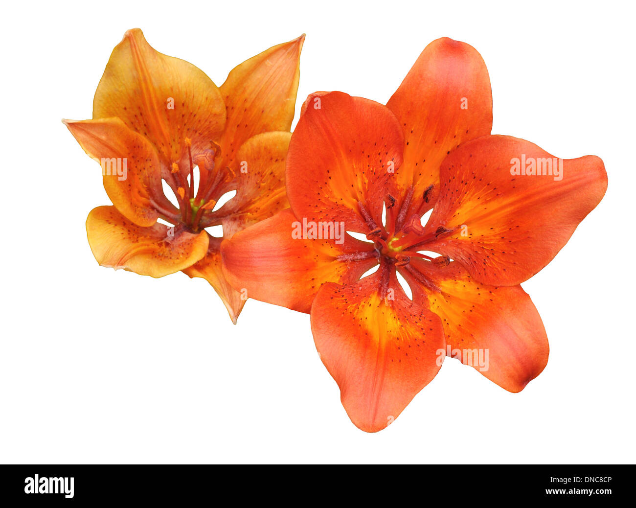 Deux fleur de lys orange isolé sur fond blanc Banque D'Images