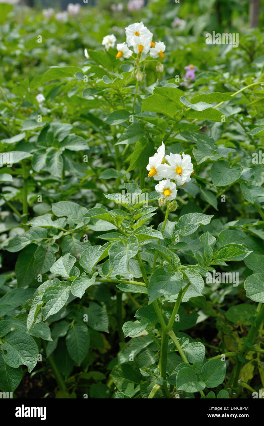 Les buissons de pommes de terre avec des fleurs blanches Banque D'Images