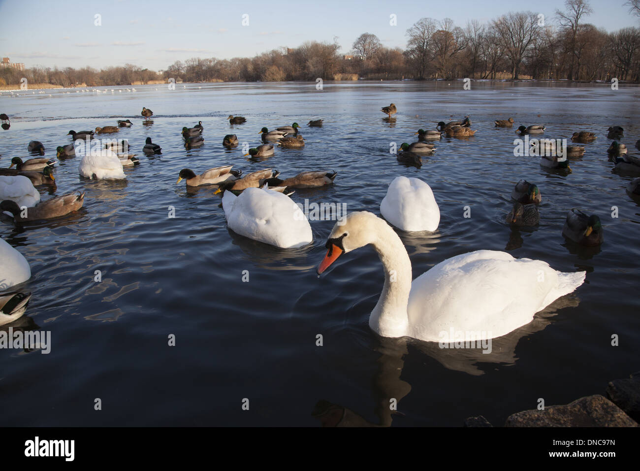 Les cygnes et canards se nourrissant sur le lac à Prospect Park, Brooklyn, New York. Banque D'Images