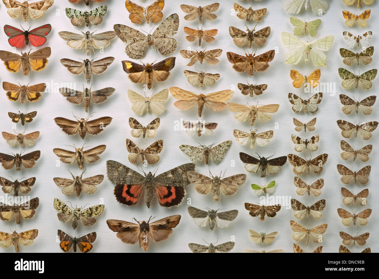 Une collection de papillons épinglés et préservé la Banque D'Images