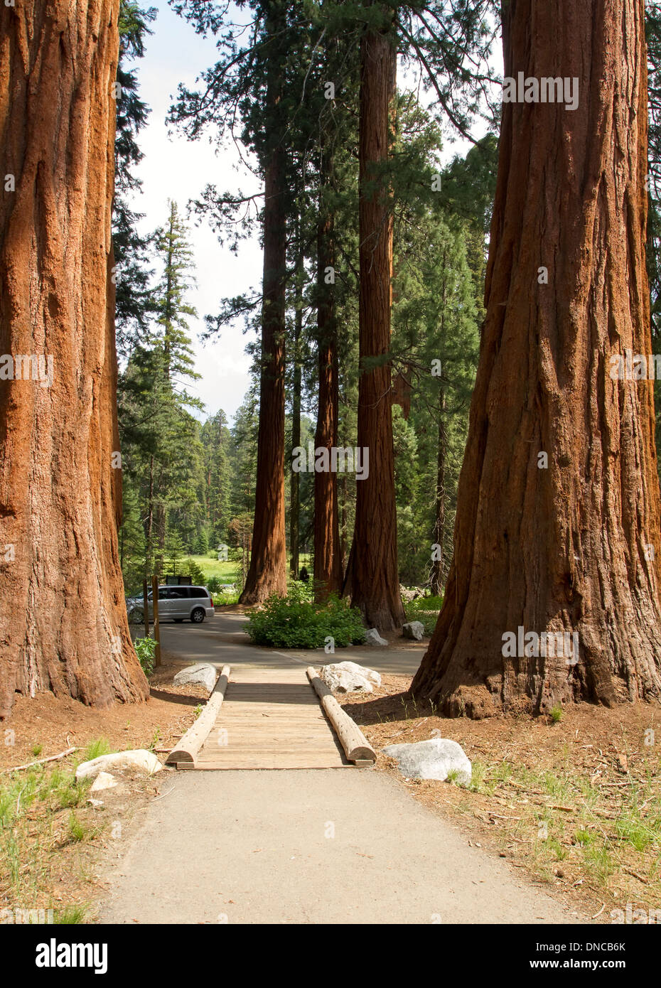Chemin qui mène à l'arbre géant en forêt Sequoia National Park Banque D'Images
