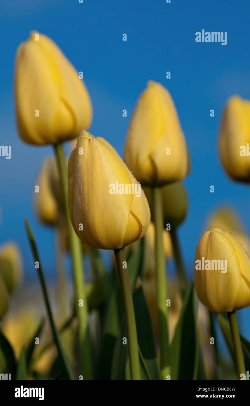 Tulipes jaunes colorées sur un jour bleu clair au printemps, Noordwijk, Hollande méridionale, Pays-Bas. Banque D'Images