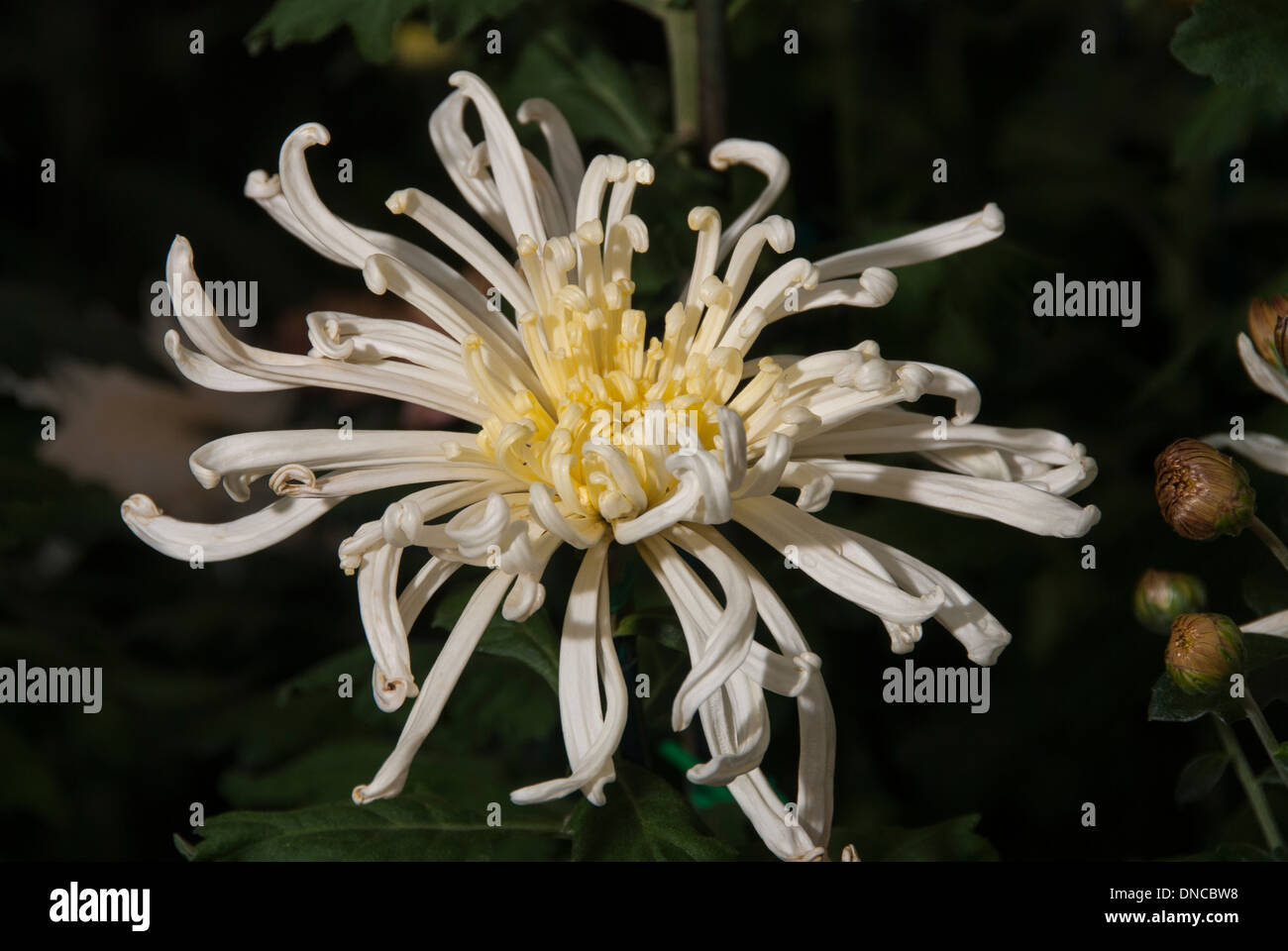 Blanc et jaune chrysanthème araignée Banque D'Images