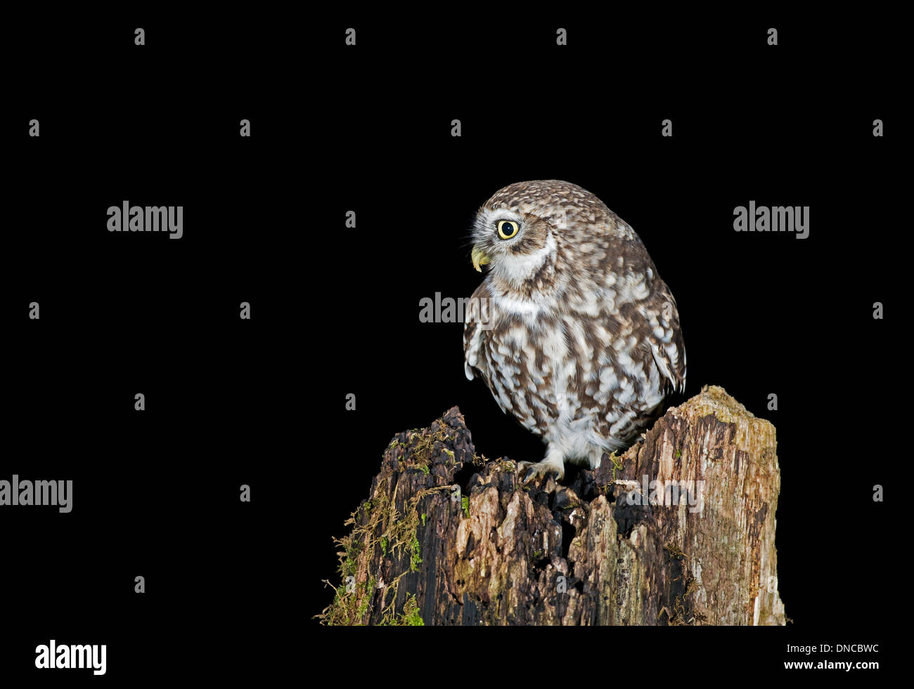 Peu d'Owl-Athene noctua, la nuit. Uk Banque D'Images