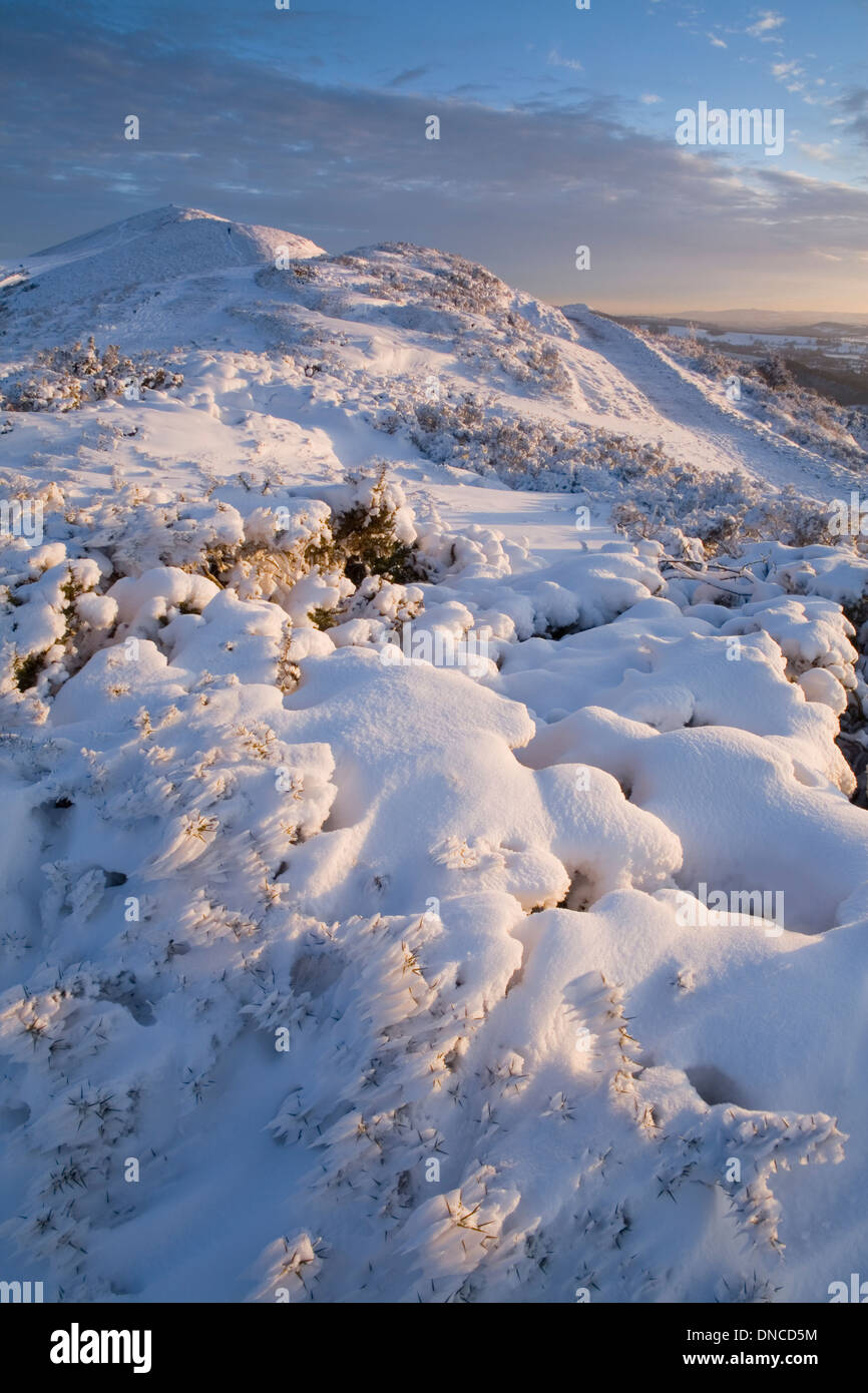 Les derniers rayons du soleil s'allument l'ajonc couvertes de neige sur les collines de Malvern, Hill Sugarloaf Banque D'Images