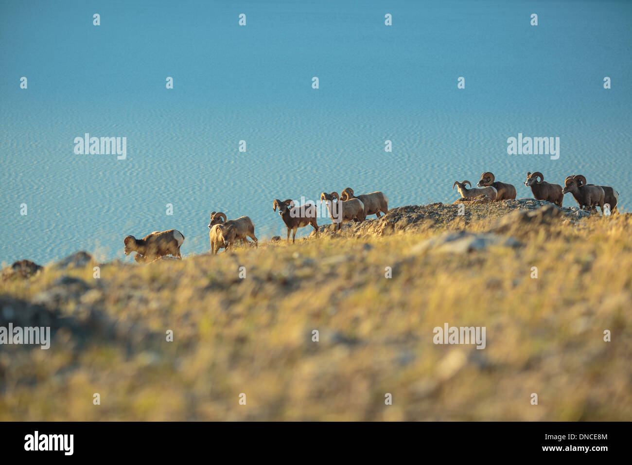 Un troupeau de mouflons d'béliers recueillir au sommet d'une colline dans le parc national Jasper dans les Rocheuses. L'observation de la faune au lac Jasper Banque D'Images