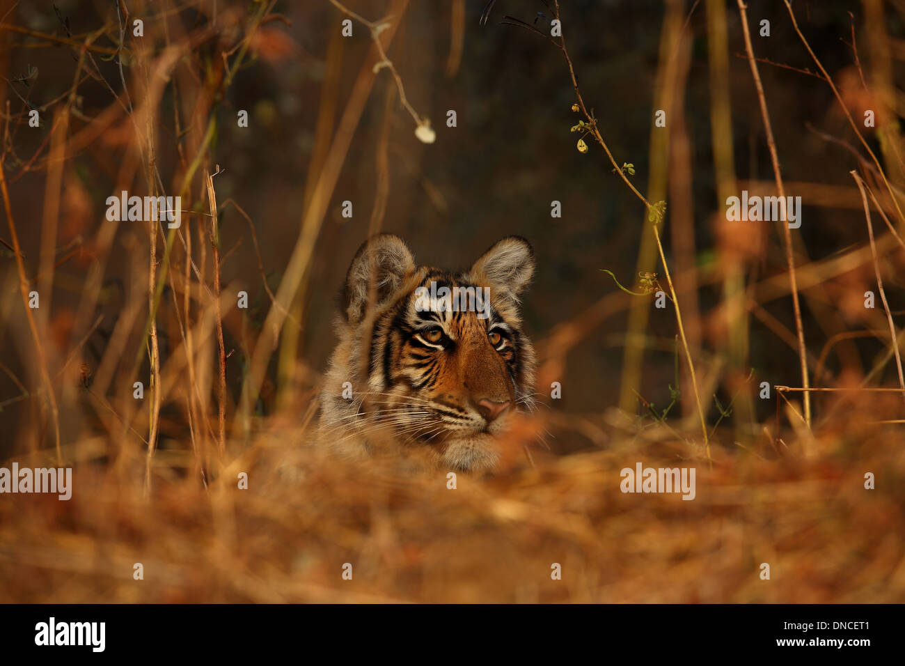 Royal Bengal Tiger Cub à Ranthambhore National Park Banque D'Images