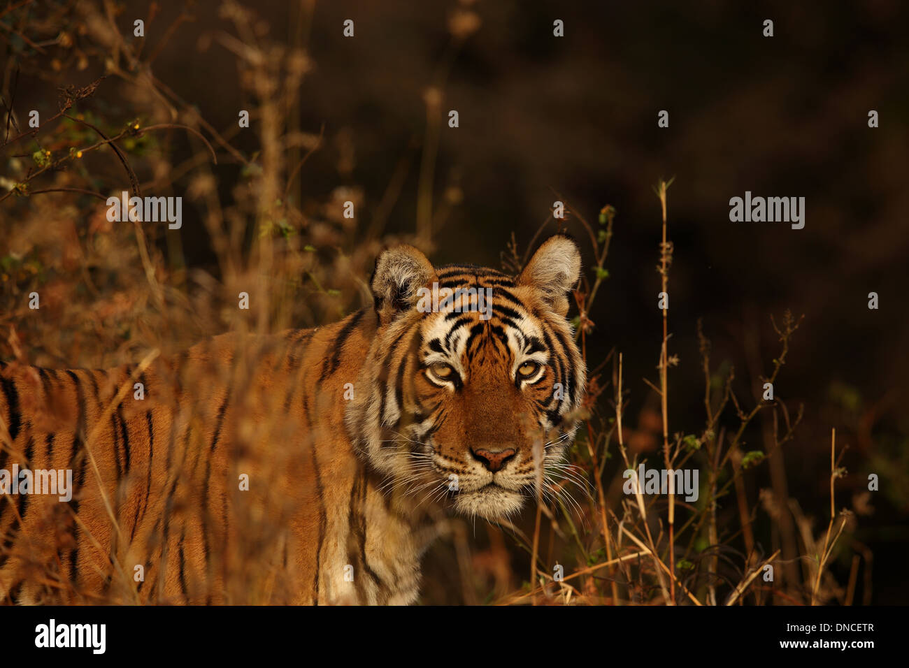 Portrait d'un tigre du Bengale Royal bus l'herbe dans le Parc National de Ranthambhore Banque D'Images