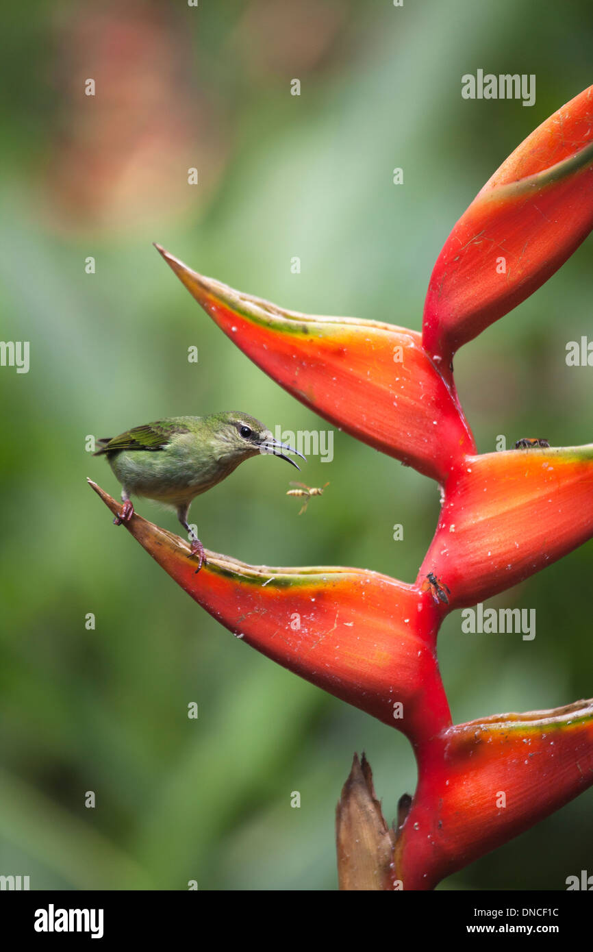 Red-legged Honeycreeper femelle (Cyanerpes cyaneus) prendre un insecte sur une fleur dans le nord du Costa Rica Banque D'Images