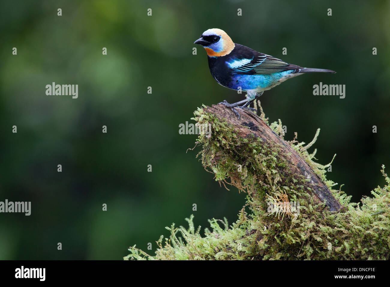 Tanager à capuchon doré (Tangara larvata) perché sur le tronc d'arbre dans la forêt tropicale Banque D'Images