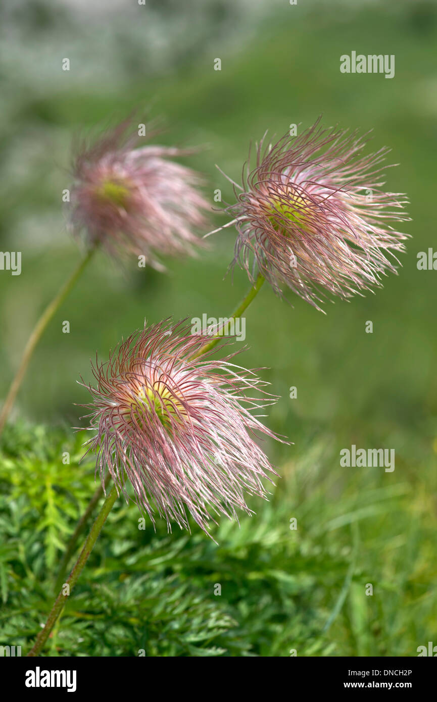 Akènes de pasqueflower Pulsatilla alpina Alpine () Banque D'Images