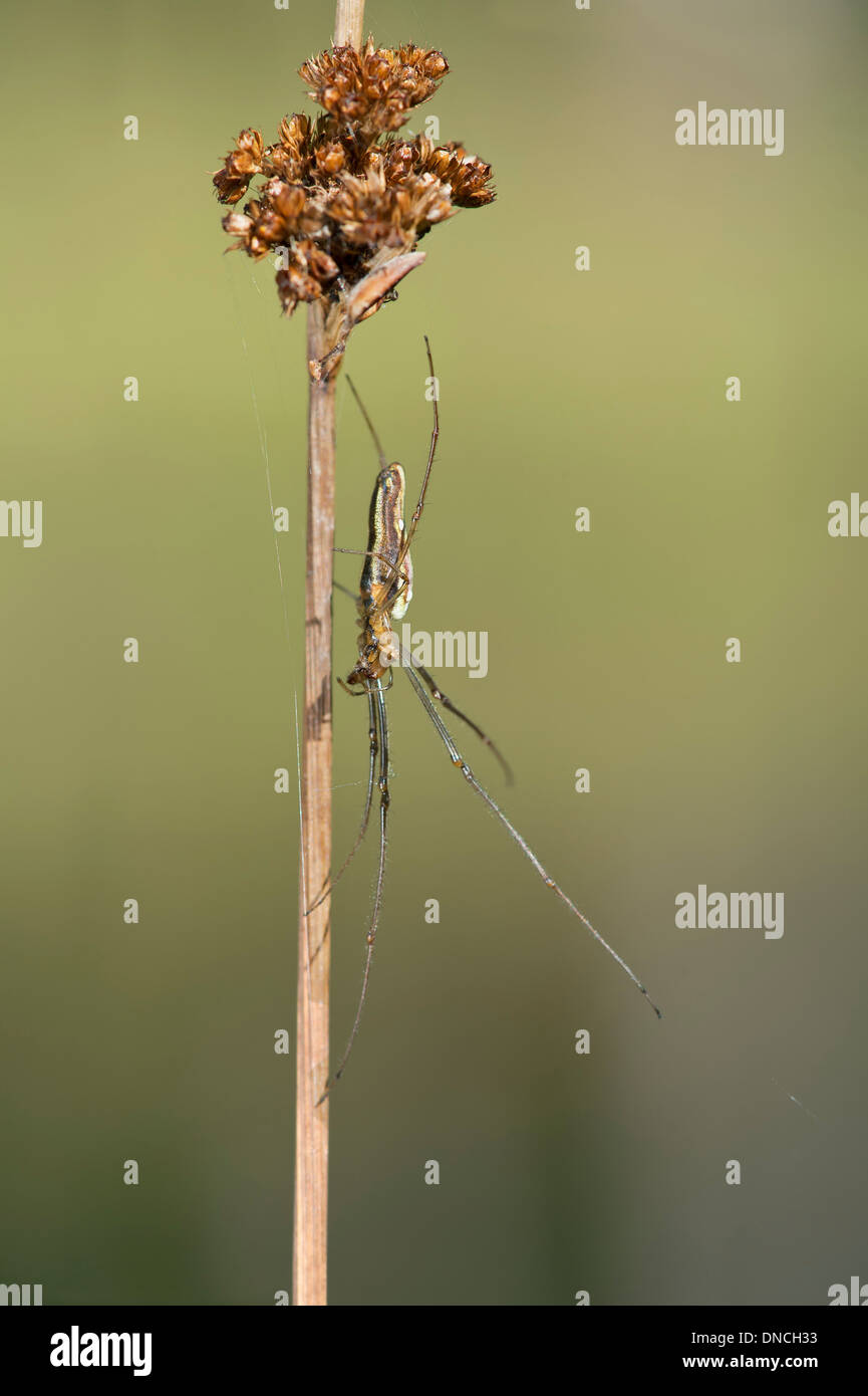 L'araignée femelle Tetragnatha montana Banque D'Images