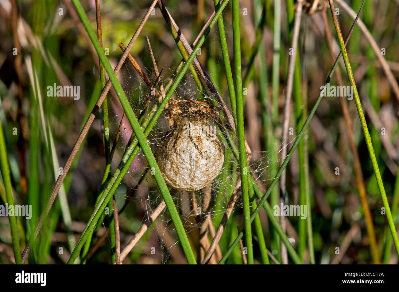 Cas d'oeuf spider Argiope bruennichi (WASP) Banque D'Images
