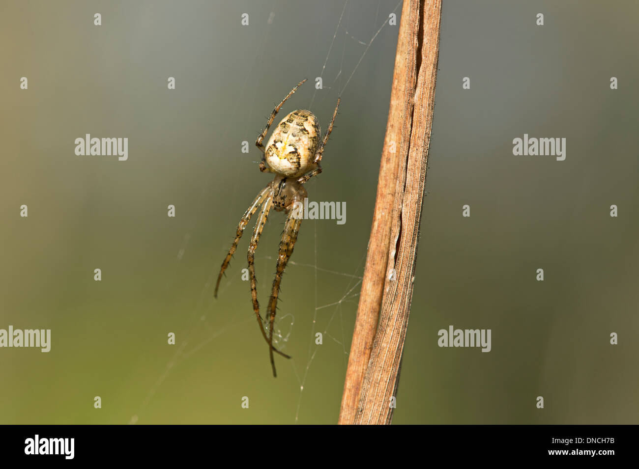 Meta segmentata, araignée des tisserands orb plate (Tetragnathidae) Banque D'Images