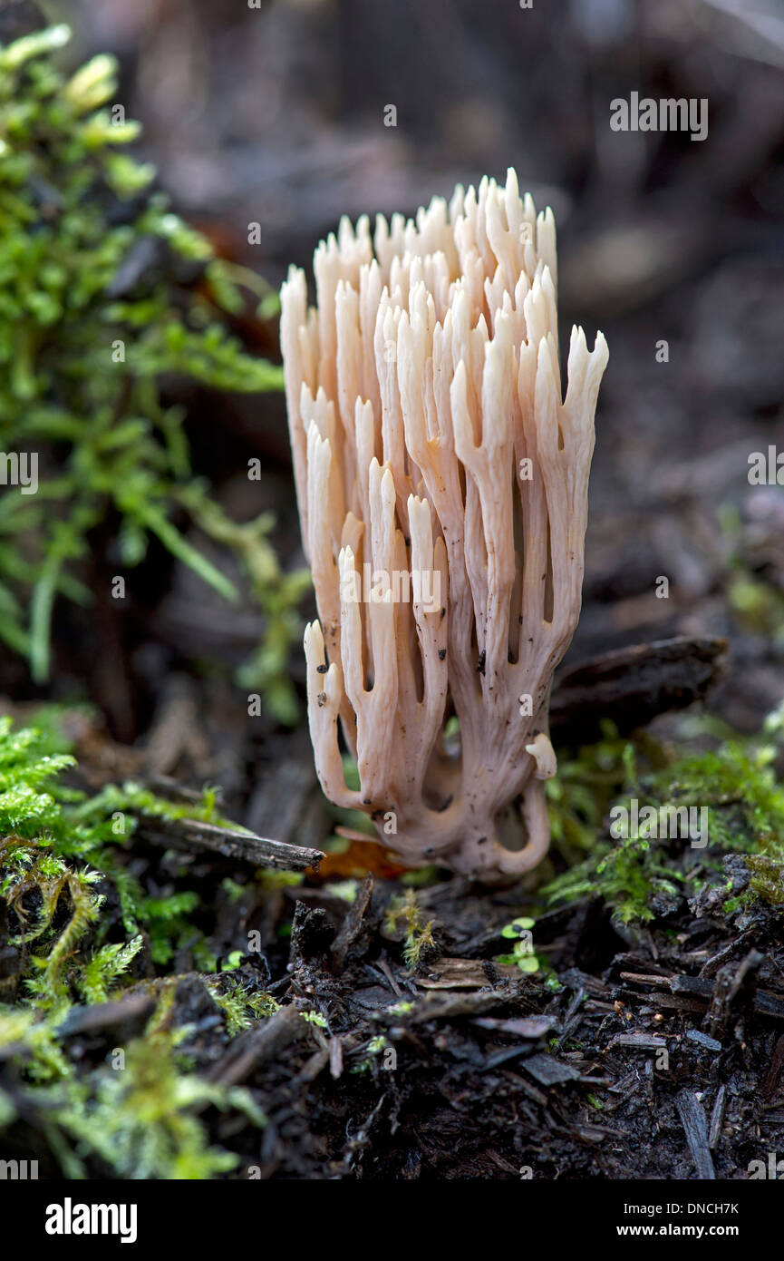 Direction générale de la stricte-Champignon de corail (Ramaria stricta), non comestible, la famille Ramariaceae Banque D'Images