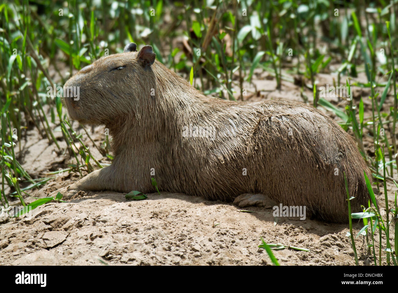 Capybara (Hydrochoerus hydrochaeris), Réserve nationale de Tambopata, Pérou Banque D'Images