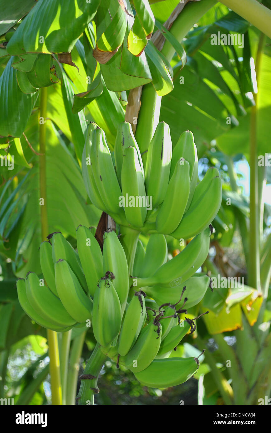 Brésilien banane nom Latin Musa acuminata Banque D'Images