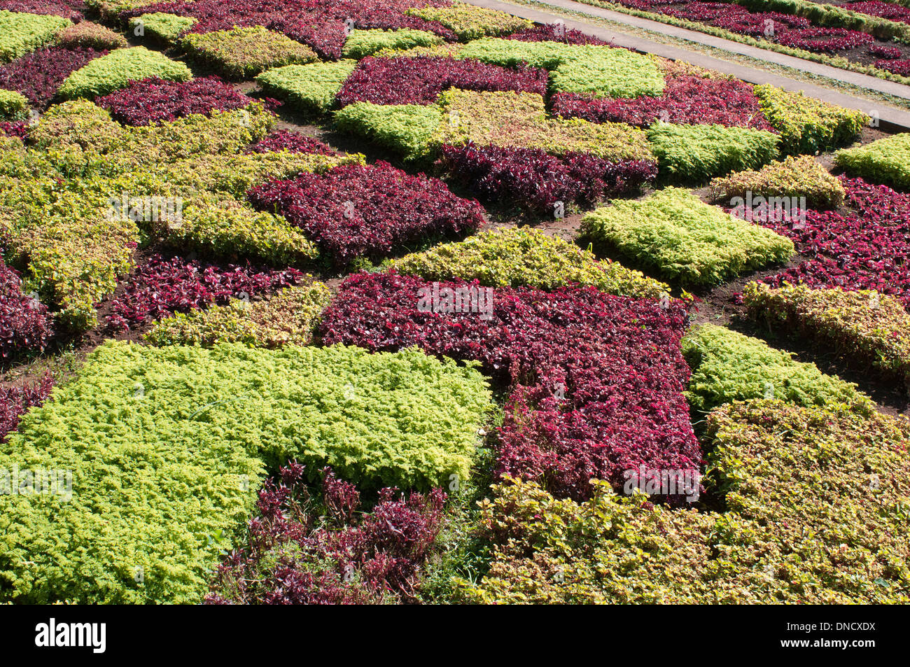 Les jardins botaniques (Jardim Botanico), Funchal, Madeira, Portugal Banque D'Images