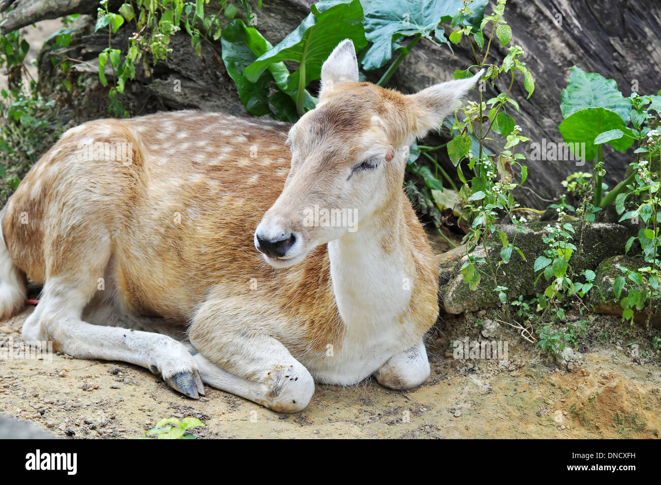 Portrait d'un Cerf Banque D'Images