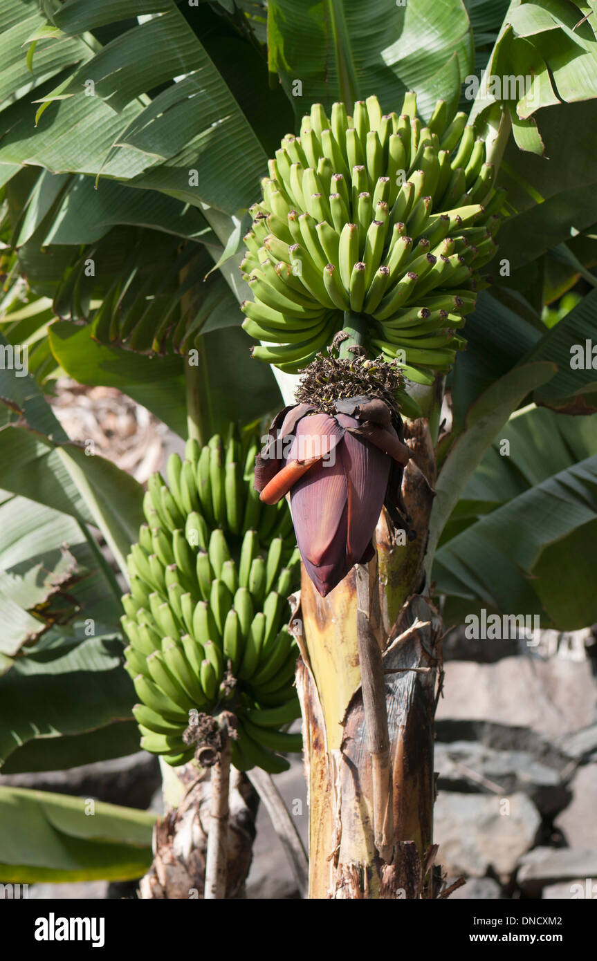 Grappe de bananes naines vert de plus en plus dans le sud de Madère, Madère, Portugal Banque D'Images