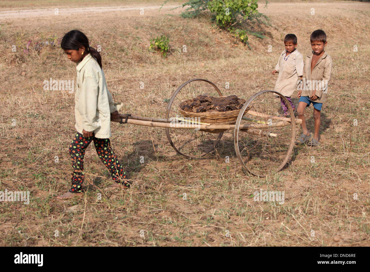 Des enfants portant de la bouse de vache dans le panier. Tribu Bhil, Madhya Pradesh, Inde. Banque D'Images