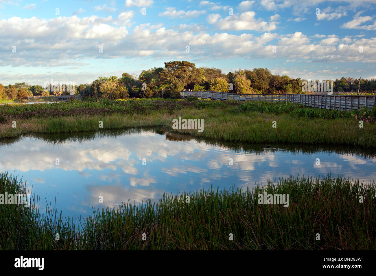 Green Cay Wetlands - Boynton Beach, Floride USA Banque D'Images