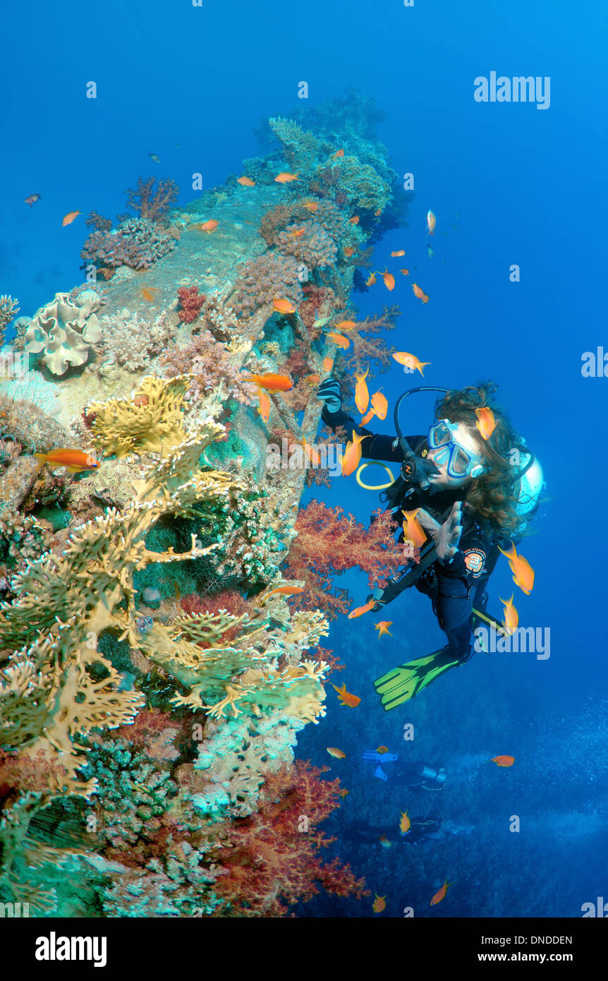 Plongeur à la recherche de shipwreck 'Giannis D'. Red Sea, Egypt, Africa Banque D'Images