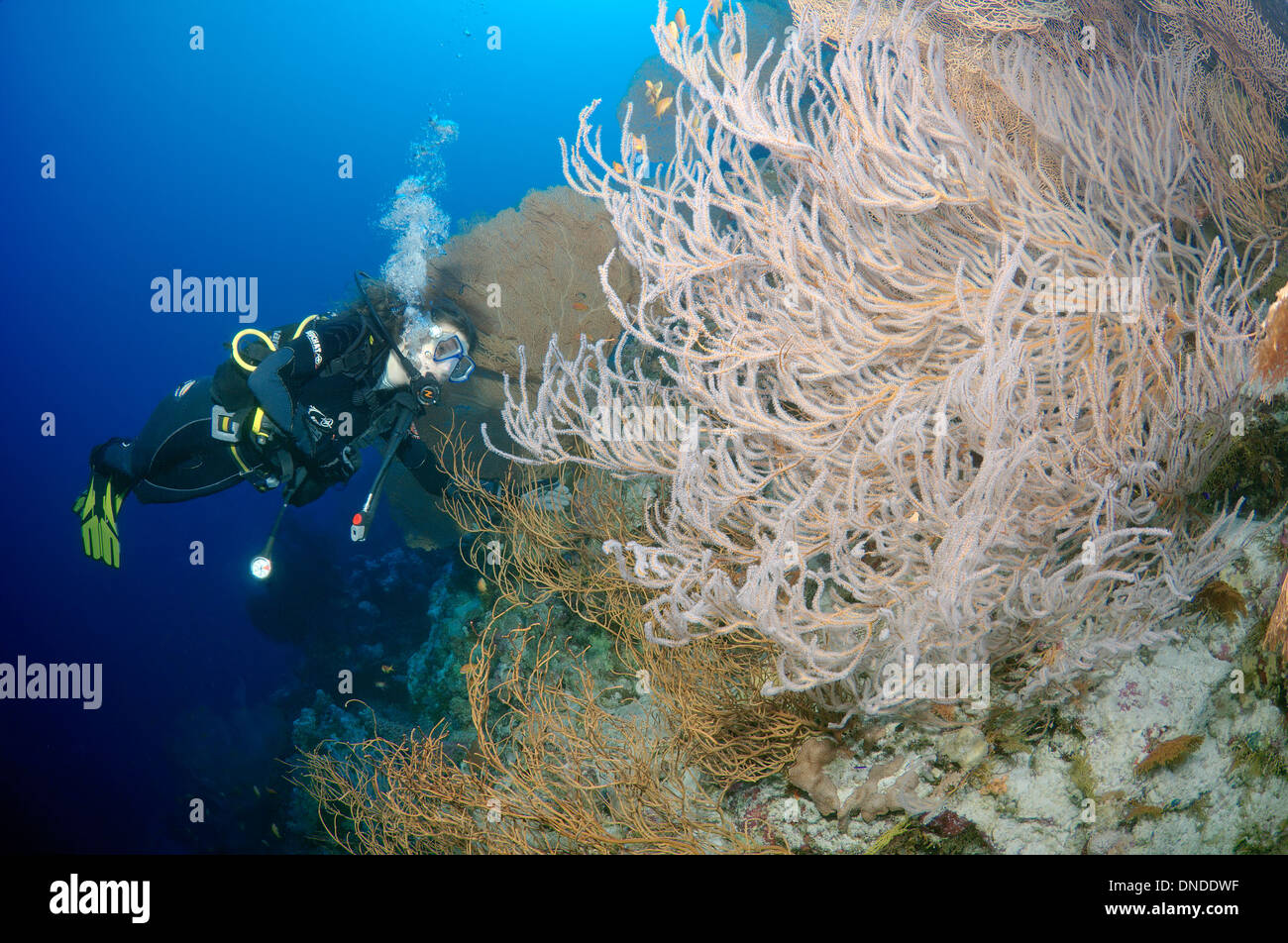 À la plongée à Coral Reef. Red Sea, Egypt, Africa Banque D'Images