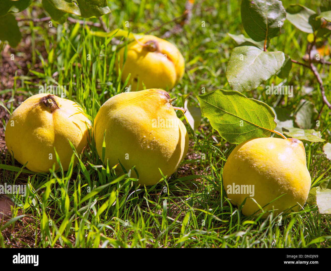 Encore plus de fruits coing image dans l'herbe verte nature plein air Banque D'Images