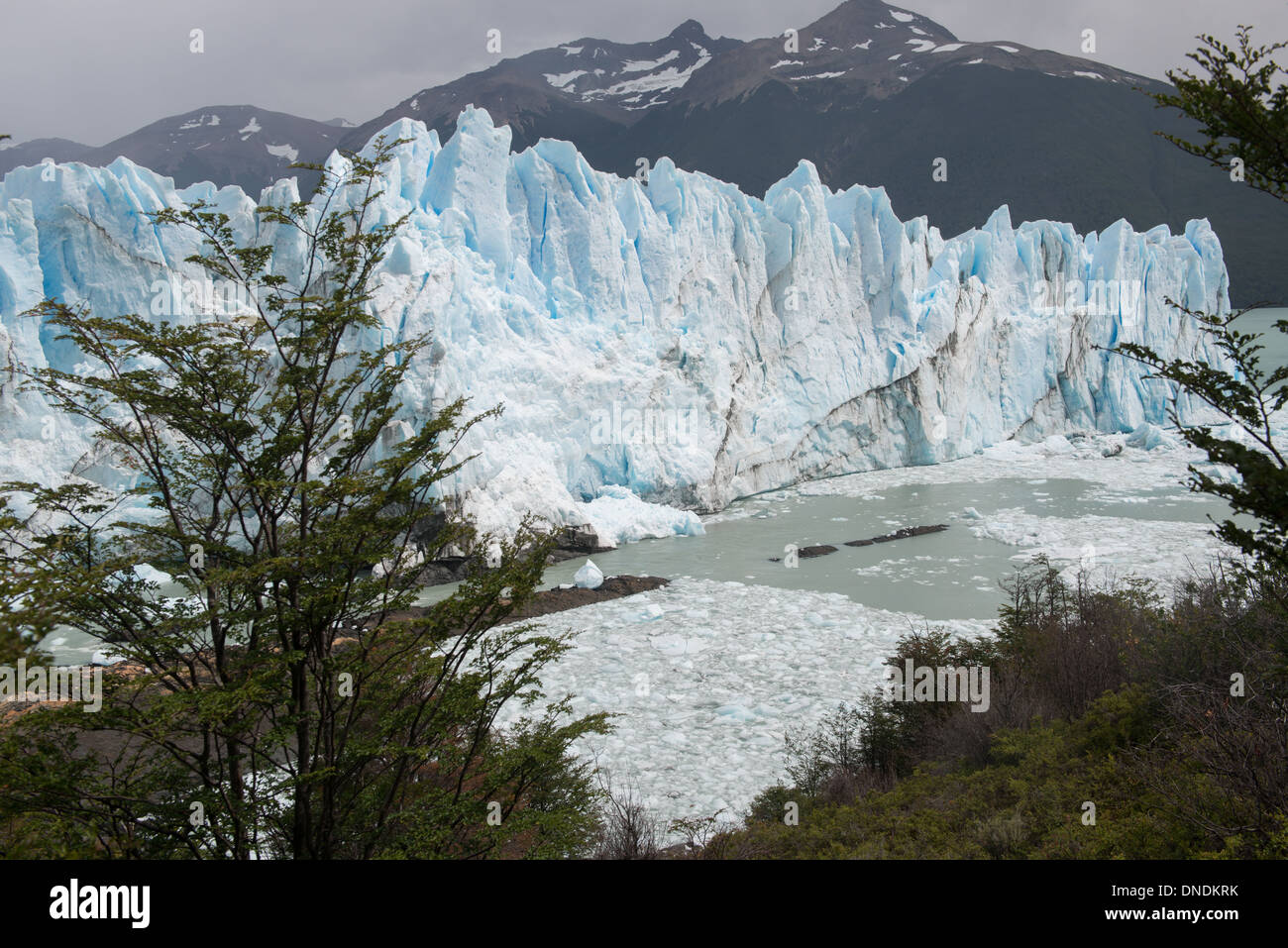 Forêt et des Glaciers, le Glacier Perito Moreno Argentine Parc National Los Glaciares Banque D'Images