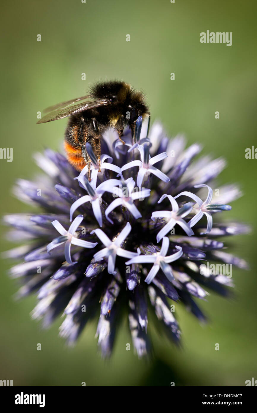 Bourdon sur une fleur dans un jardin de mousse, Østfold fylke, la Norvège. Banque D'Images