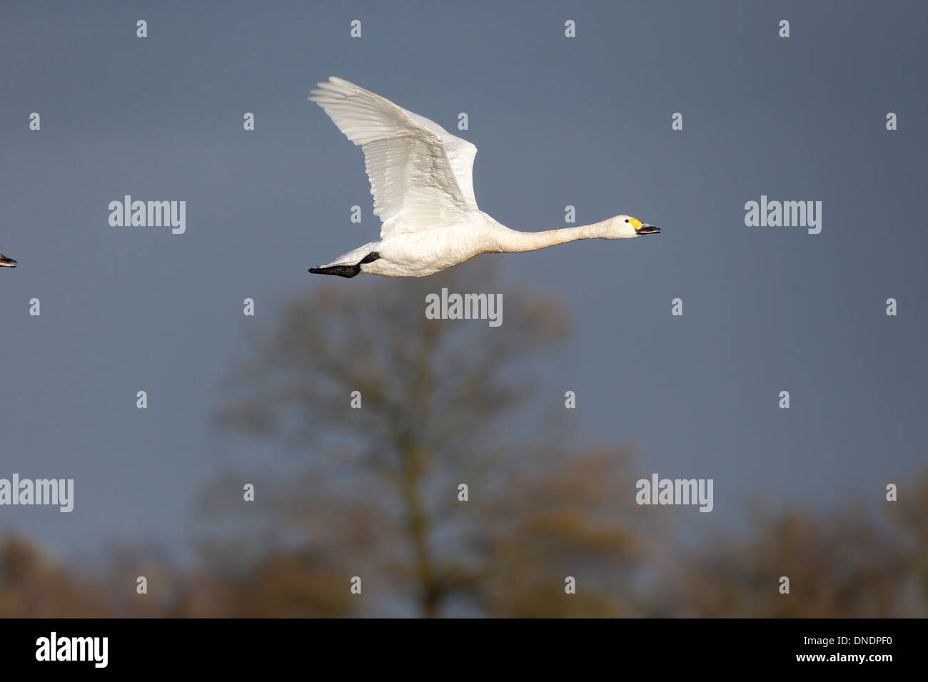 Bewicks, Swan Cygnus bewickii, seul oiseau en vol, Gloucestershire, Décembre 2013 Banque D'Images