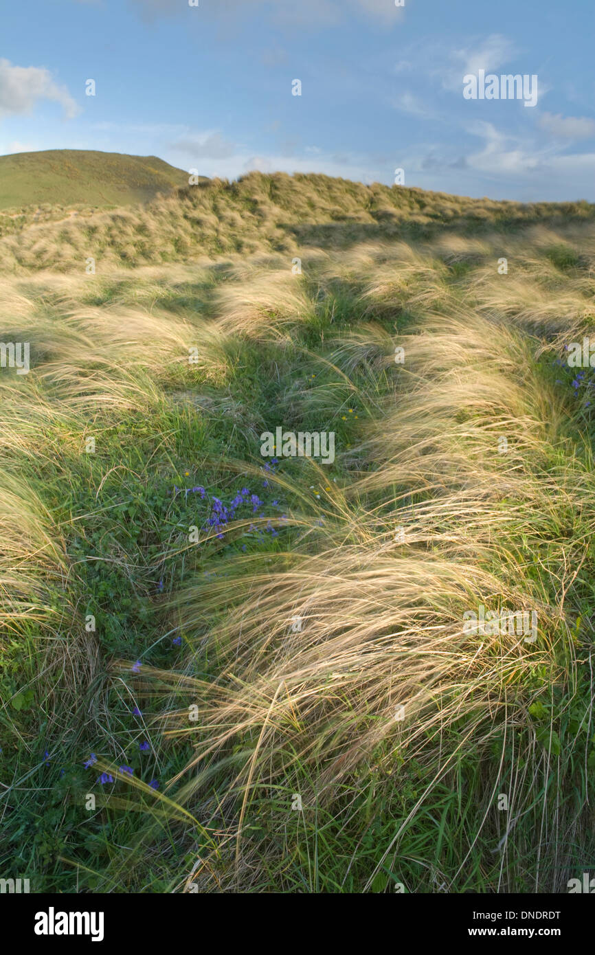 Le soleil est bas lighlighting les zones côtières de l'herbe sur les dunes de sable de la péninsule de Gower, llangennith burrows Banque D'Images
