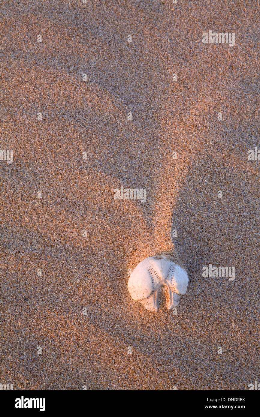 Un squelette de l'Oursin Echinocardium, coeur, échoués sur la plage de Rhossili Bay, la péninsule de Gower. Banque D'Images