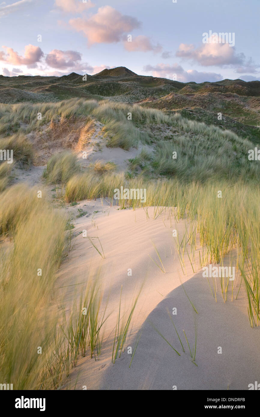 Coucher de soleil sur les dunes de sable de la péninsule de Gower, llangennith burrows Banque D'Images