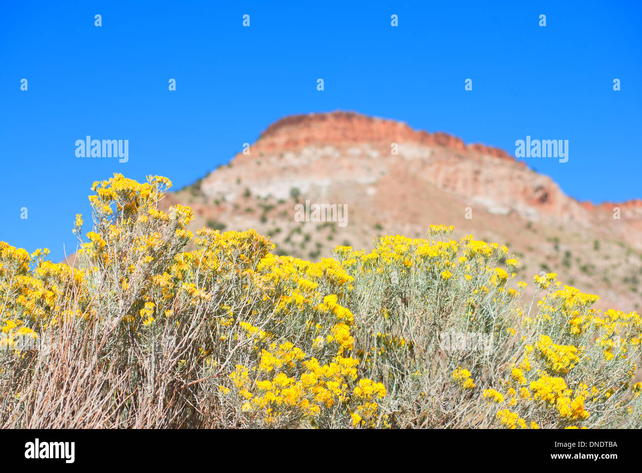 Paysage du désert de Mojave en automne Banque D'Images