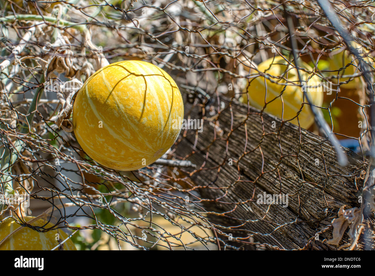 Fruit Melon Coyote en lieu abandonné Banque D'Images