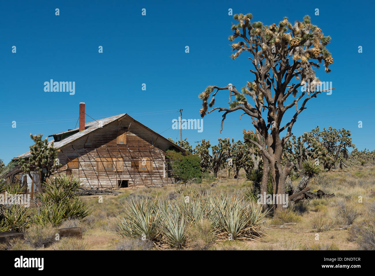 Maison en bois abandonnés dans le désert et de Joshua Tree Banque D'Images